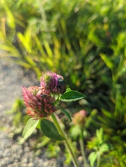 Popillia japonica