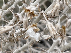 Tetradymia spinosa