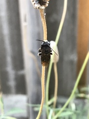 Melissodes bimaculatus