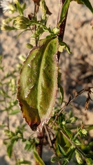 Symphyotrichum urophyllum