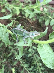 Anolis carolinensis