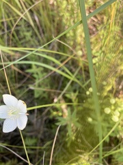 Parnassia glauca