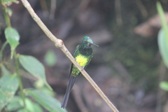 Heliodoxa imperatrix