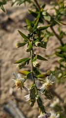 Symphyotrichum urophyllum