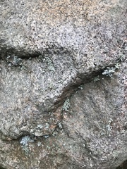 Stereocaulon saxatile