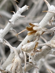 Tetradymia spinosa