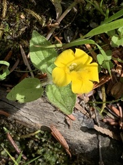 Erythranthe moschata