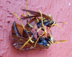 Polistes instabilis