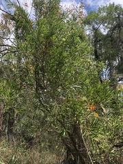 Acacia confusa