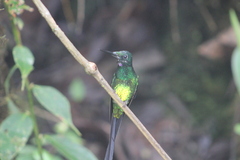 Heliodoxa imperatrix