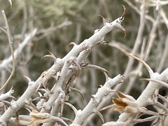 Tetradymia spinosa