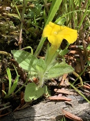 Erythranthe moschata