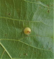 Caryomyia hirtidolium