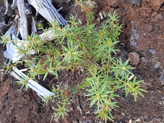 Rhododendron tomentosum