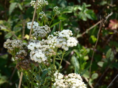 Diabrotica undecimpunctata