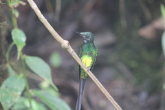 Heliodoxa imperatrix