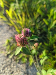 Popillia japonica