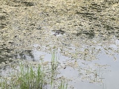 Alligator mississippiensis