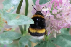 Bombus pratorum