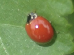 Cycloneda sanguinea