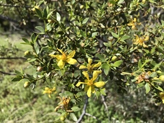 Larrea tridentata