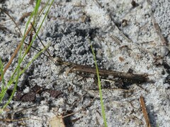 Psinidia fenestralis