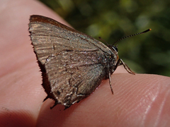 Satyrium saepium