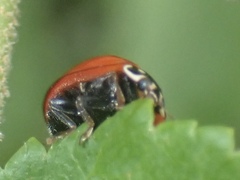 Cycloneda sanguinea