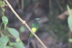 Heliodoxa imperatrix