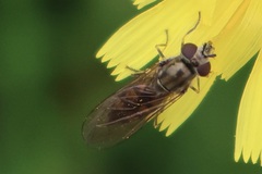 Platycheirus manicatus