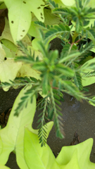 Phyllanthus urinaria