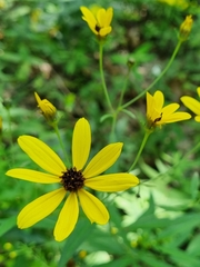 Coreopsis tripteris