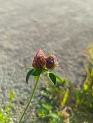 Popillia japonica