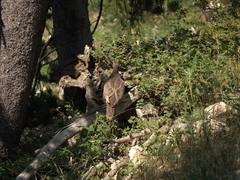 Dendragapus obscurus