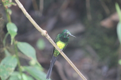 Heliodoxa imperatrix