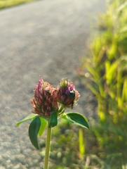 Popillia japonica