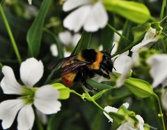 Bombus opifex