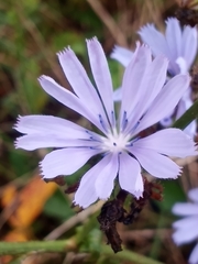Cichorium intybus