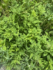 Plantae