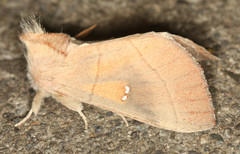 Nadata
