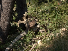 Dendragapus obscurus