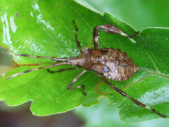 Acanthocephala terminalis