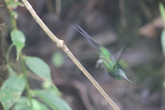 Heliodoxa imperatrix