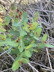 Hypericum virginicum