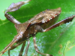 Acanthocephala terminalis