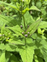 Plantae