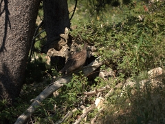 Dendragapus obscurus