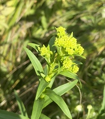 Solidago riddellii