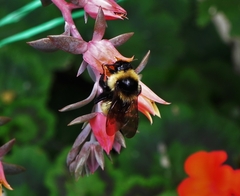 Bombus opifex