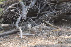 Ammospermophilus harrisii